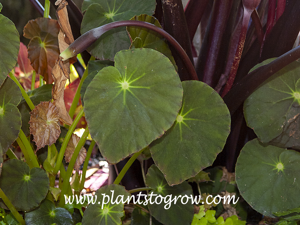 This is a good image of the olive green leaves of  Begonia acetosa